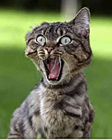 AAAAAAAAAAAAAAAAAAAAAA!!!!!!!!!!